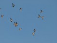 /album/my-local-birding-gallery/widgeon-at-ossett-sewage-works-oct-2012-jpg/